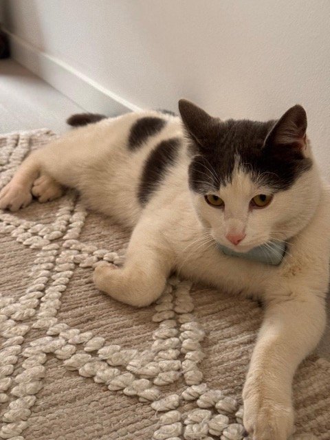 Bouboule - chat perdus, Bordeaux