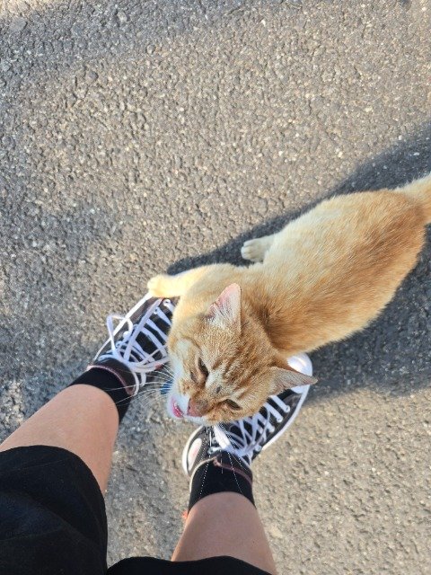 Puenktchen - GEFUNDEN, Katze · Mischling · Mannheim, Deutschland 4