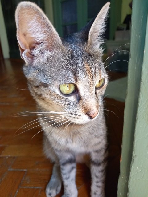 Birba - gatto trovato, Cagliari