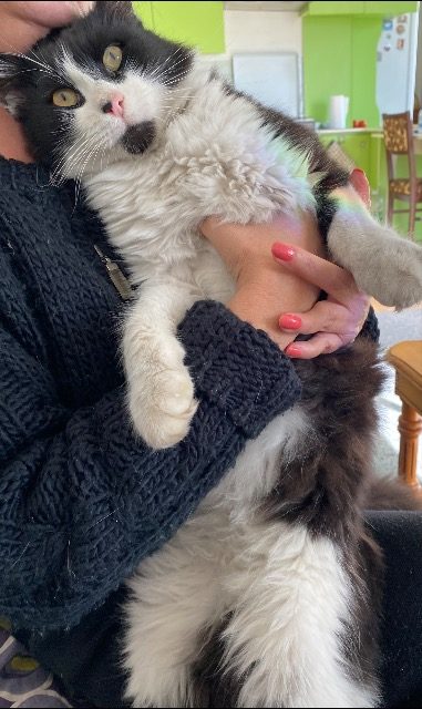 Cirmos - cat found, Újpest