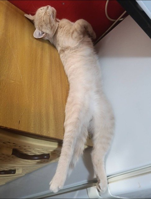 Jade - SMARRITO, gatto · europeo · Catania, Italia 4