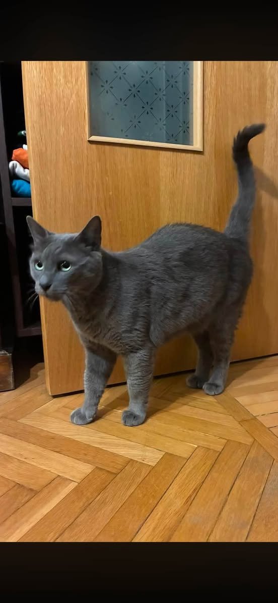 NubeCat - gato perdido, Gijón