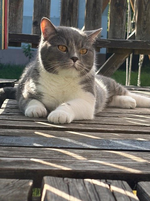 Karma - cat lost, Palermo