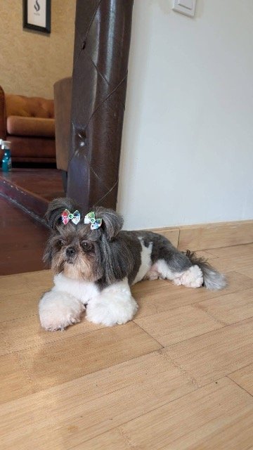 Dora - Hund vermisst, Köln
