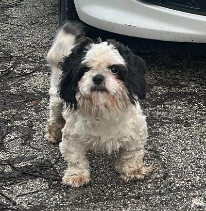 Nero - Hund vermisst, Innsbruck