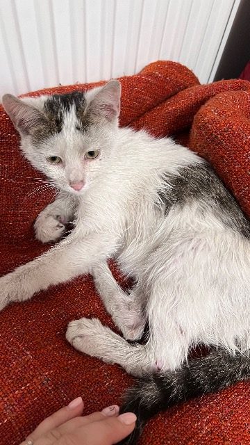 Reksio - cat found, Wrocław
