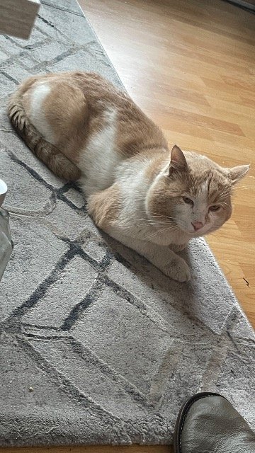 Galipette - chat perdus, Lille