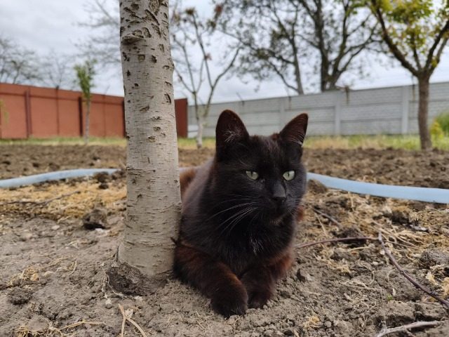 Pamacs - cat lost, Budapest