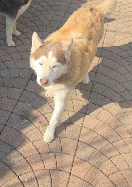 Momo - cane smarrito, Verona