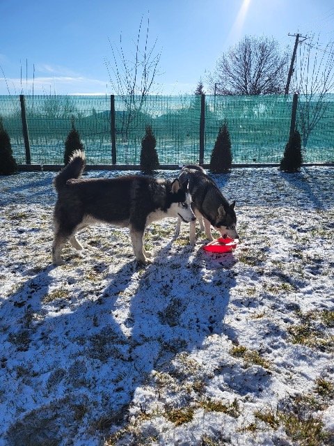 Rufi - ÖRÖKBEADÓ, kutya · szibériai husky · Eger, Magyarország 4