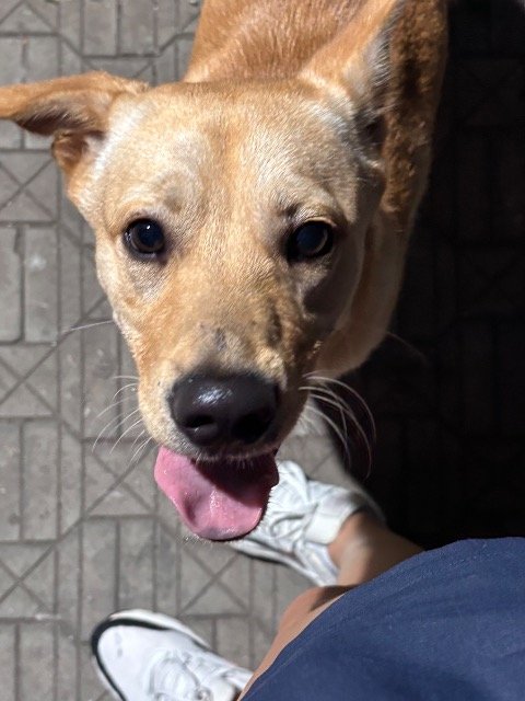 Pumba - GEFUNDEN, Hund · Mischling · Köln, Deutschland 3