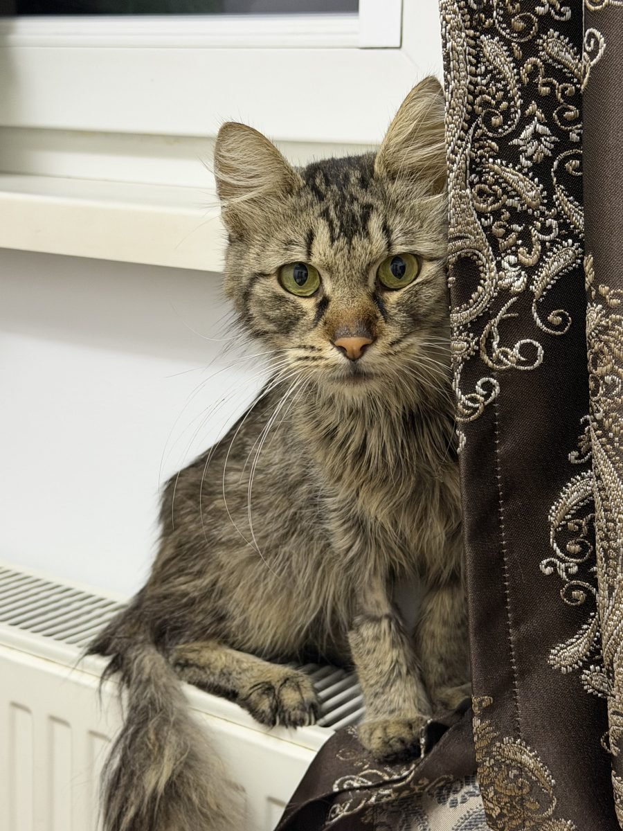 Pasha - cat found, Graz