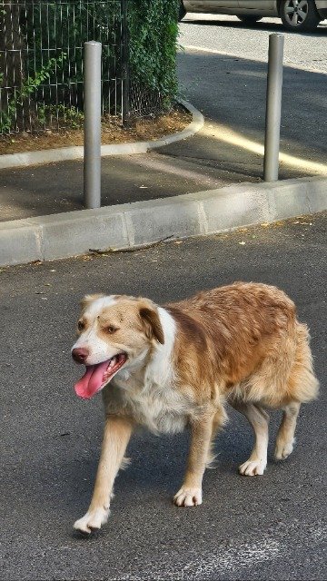 Frida - DESAPARECIDO, cão · pastor australiano · Leiria, Portugal 4