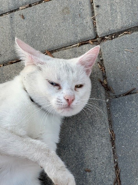 Poldi - GEFUNDEN, Katze · Europäisch Kurzhaar · Frankfurt am Main, Deutschland 3