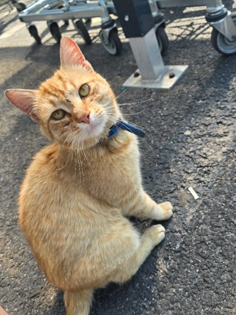 Gata - cat found, Palma