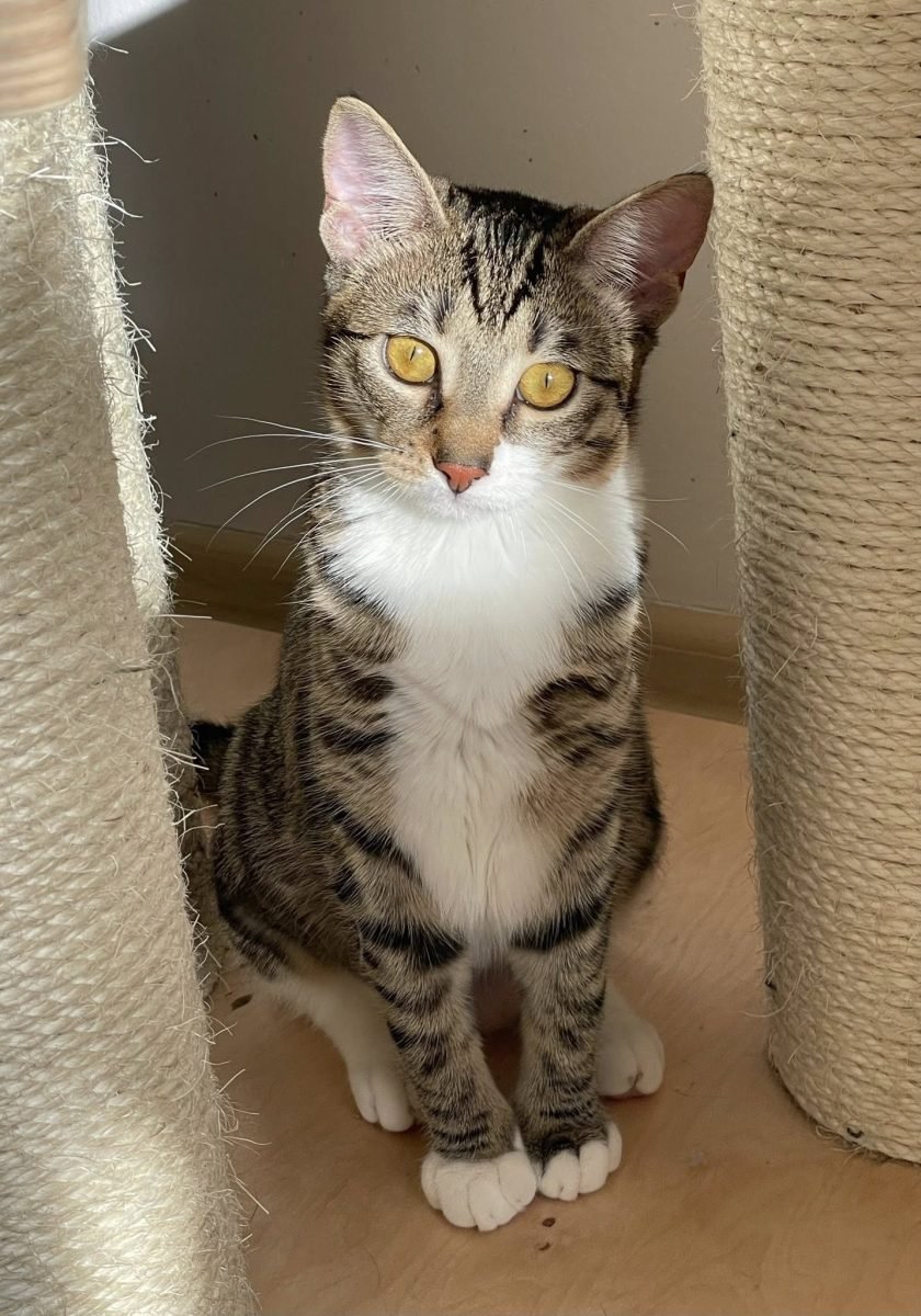 Kicuś - cat