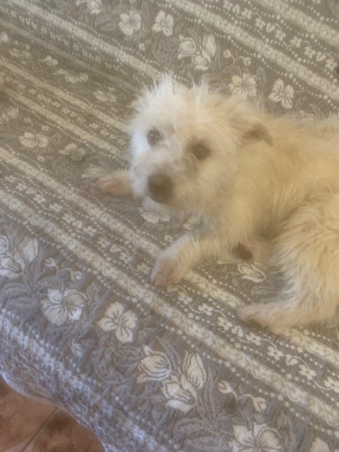 Max - dog found, Bytom