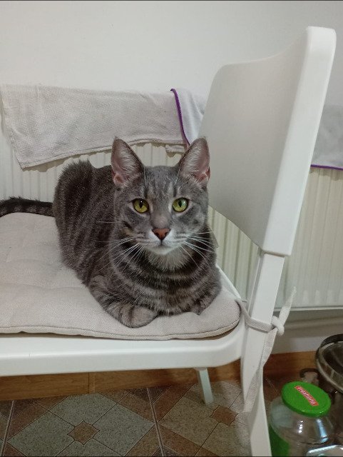 Nera - IN ADOZIONE, gatto · europeo · Prato, Italia 3