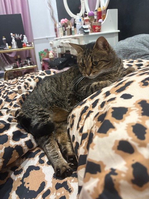 Pistache - Trouvé, chat · croisée · Lille, France 4