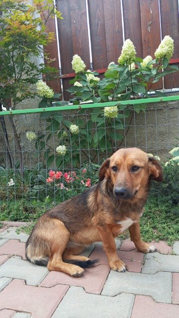 Žemyna - dog
