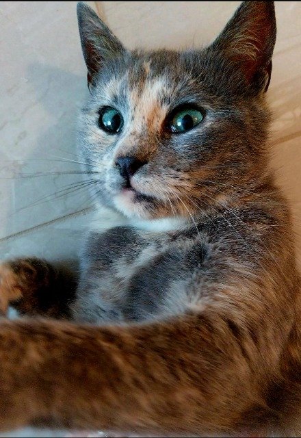 Salem - cat lost, Barreiro