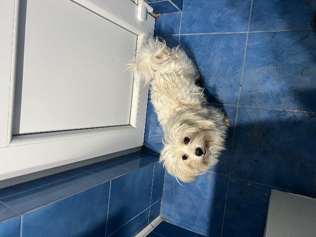 Max - Hund gefunden, Dornbirn