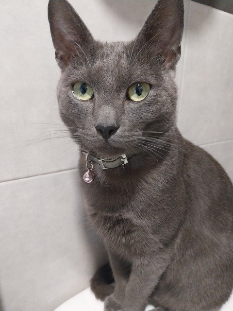 Pippa - Katze vermisst, Salzburg