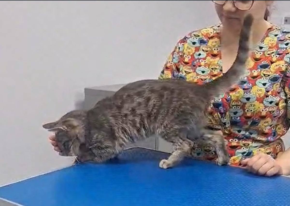 Xena - TROVATO, gatto · Bologna, Italia 3