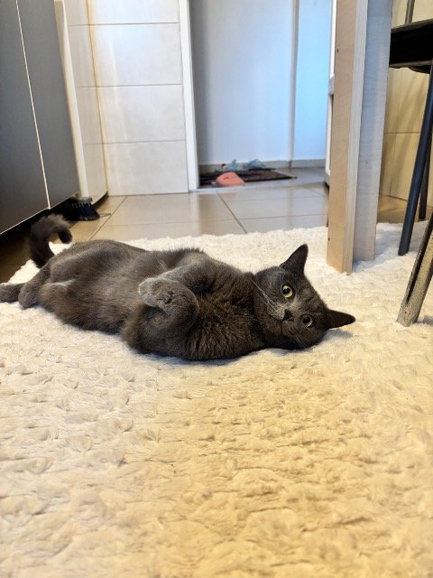 Tiffy - ENTLAUFEN, Katze · Britisch Kurzhaar · Köln, Deutschland 3