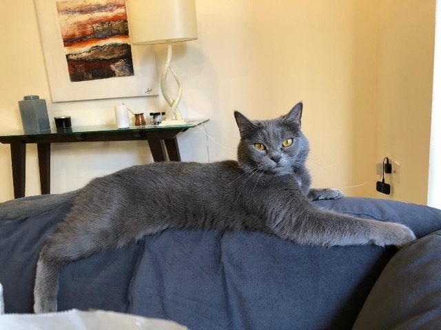 Luna - Katze vermisst, Munich