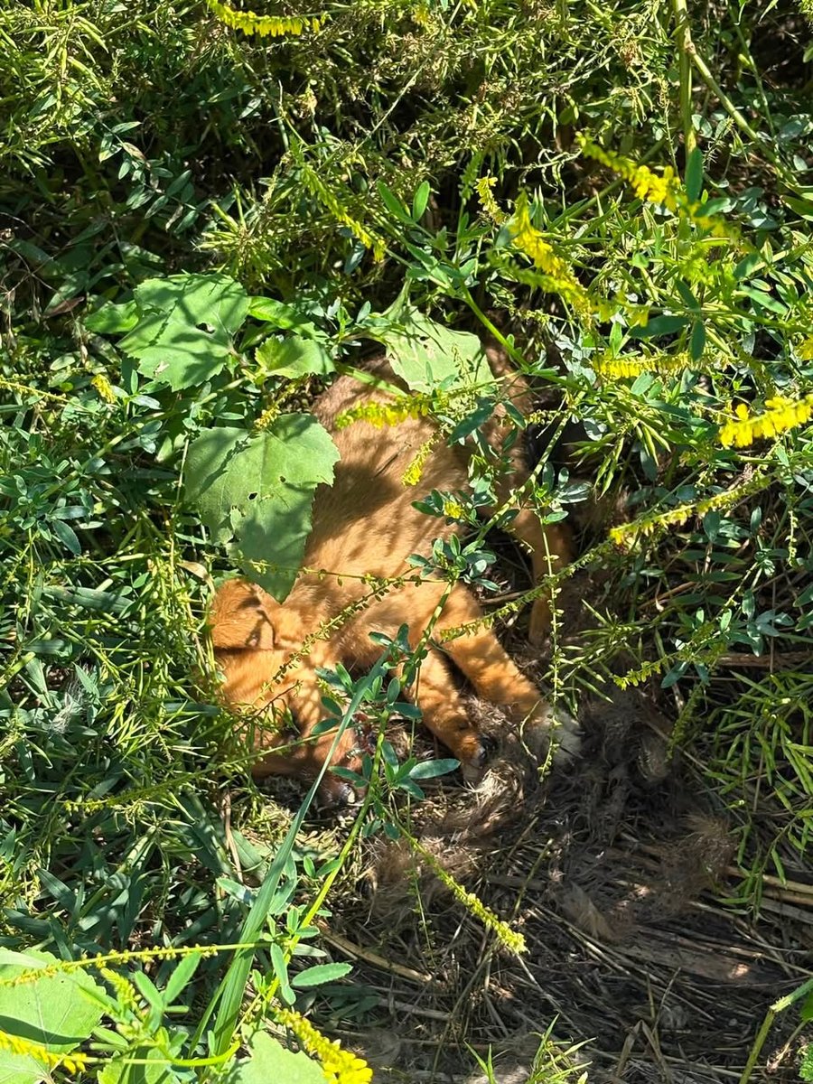 Apolo - cão encontrados, Braga