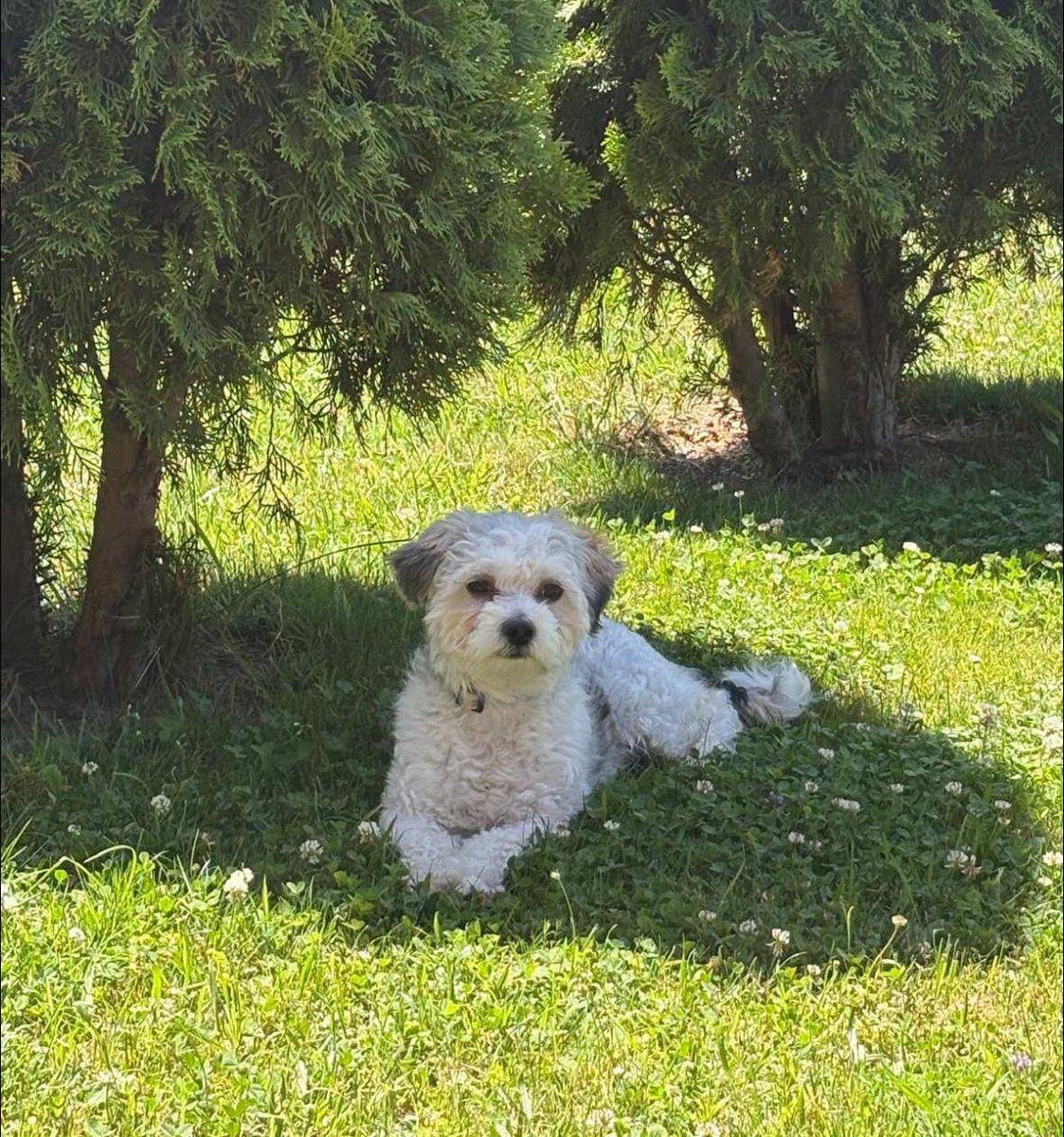 Bella - dog