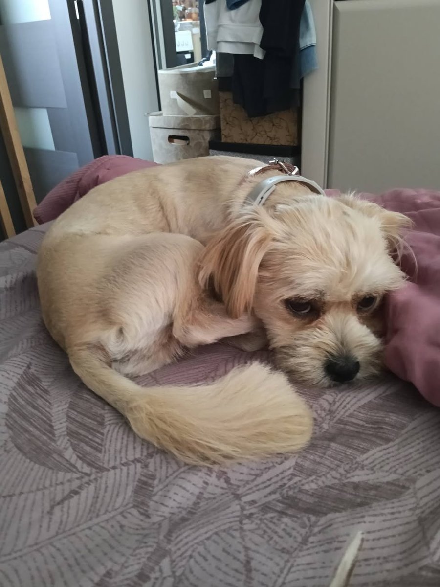 Milo - TROVATO, cane · Torino, Italia 3