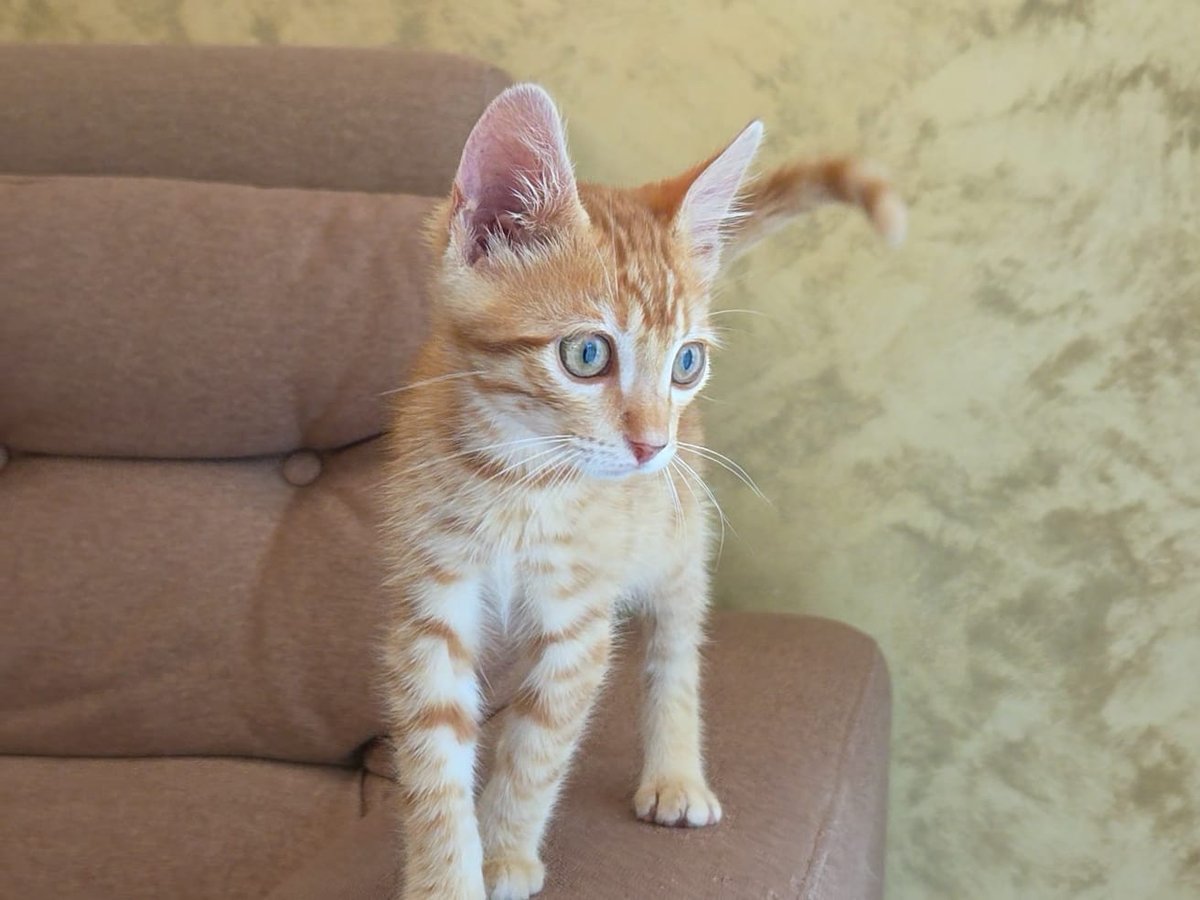 Milo - cat