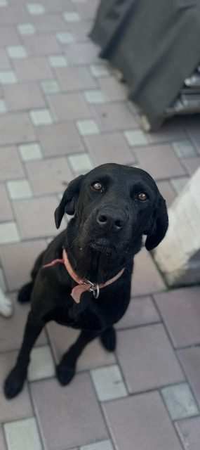 Nala