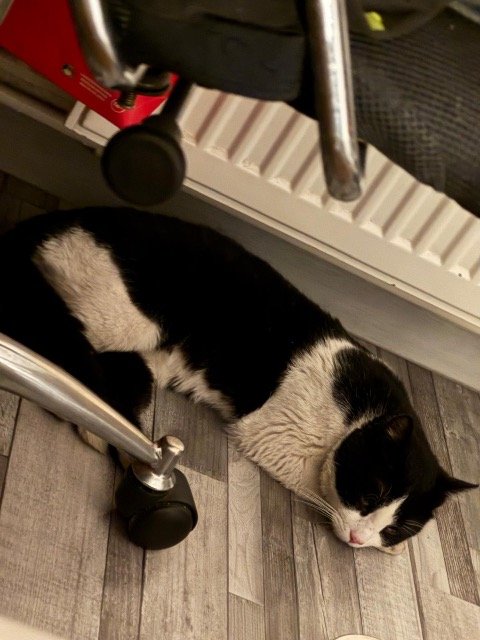 Arielle - Trouvé, chat · européenne · Bruxelles, Belgique 3