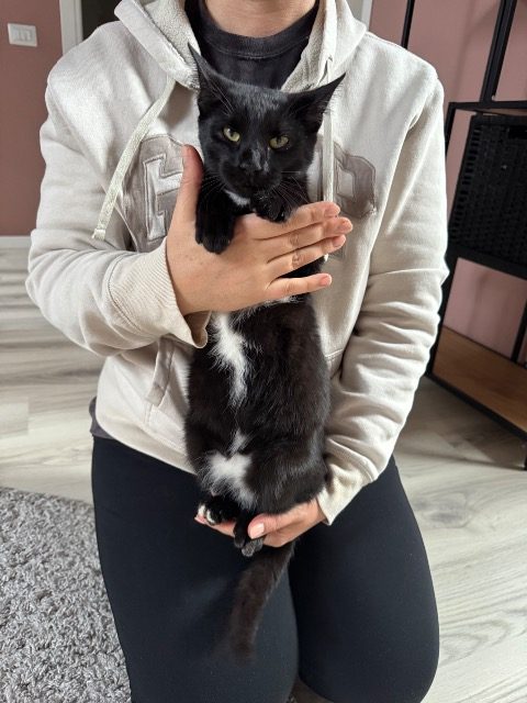 Waldi - Katze gefunden, Hietzing