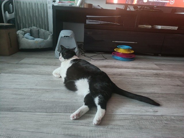 Copito - cat lost, Vigo