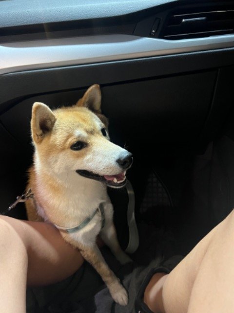 Peludo - PERDIDO, perro · shiba inu · Alicante, España 3