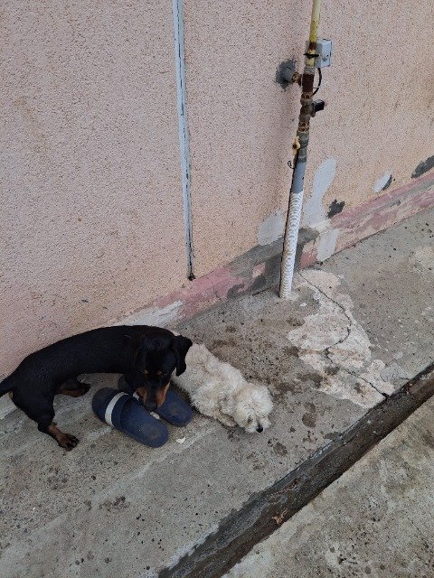 Keksas - dog found, Kėdainiai