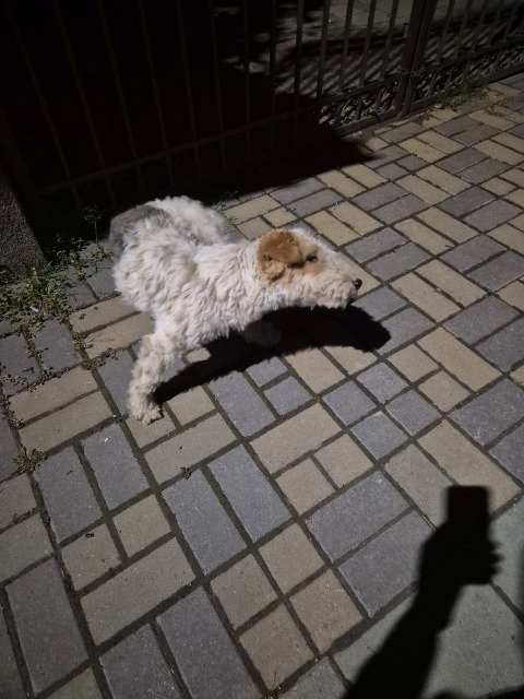 Bella - Trouvé, chien · Fox Terrier à poil dur · Nantes, France 3