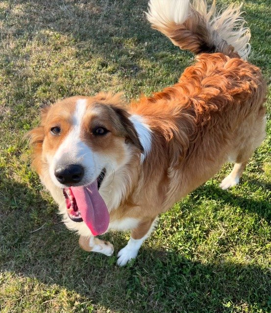 Atlas - dog