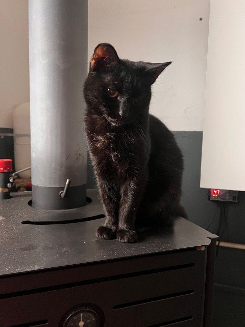 Pelu - cat lost, Barcelona