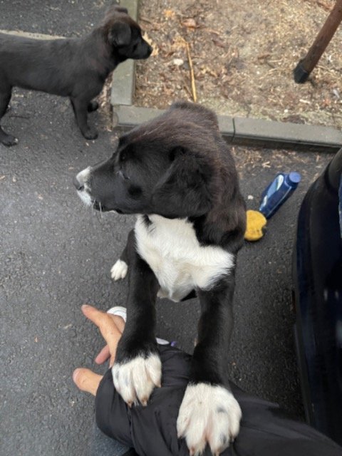 Cuki - dog found, Miskolc