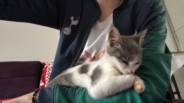 Lilli - cat found, Roma