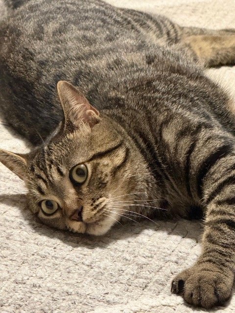 Oto - PERDIDO, gato · siberiana · Málaga, España 3