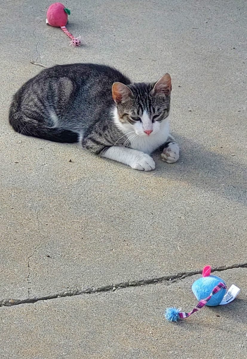 Mogli - Katze