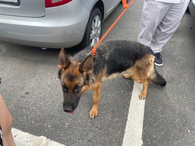 Anton - Hund vermisst, Stuttgart