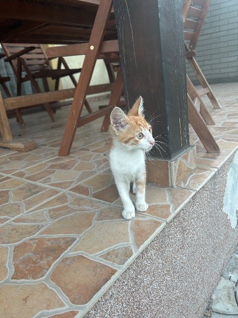 Bambi - SMARRITO, gatto · meticcio · Genova, Italia 3