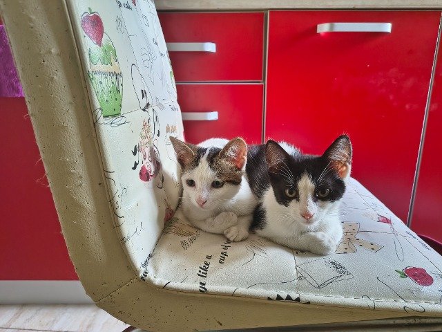 Fendi - ENCONTRADO, gato · bicolor · Corroios, Portugal 3